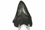 Fossil Megalodon Tooth - Georgia #151556-1